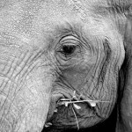 Za slony na Srí Lanku
