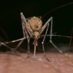 Přírodní medicína proti komářímu bodnutí