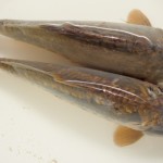 Rybí kost v krku dokáže potrápit