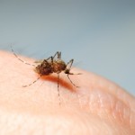Čím ošetřit bodnutí od komára? Přírodním lékem!